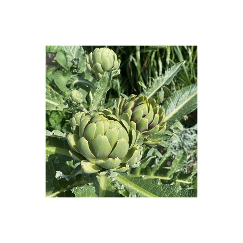 PREMIER SEEDS DIRECT - Artichoke Italian – Green Globe -