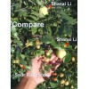 For Root Stock T582D (4) Sour Jujube Thin Cutting Rootstock