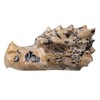 Nupuyai 2.79-2.91” Natural Dragon Head Picture Jasper Stone Statue Realistic