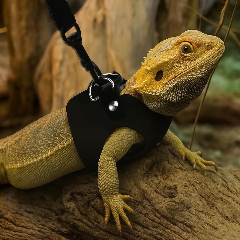 3 Sizes Set of Lead and Harness for Black Bearded