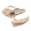 VOANZO Resin Fox Skull Model Replica, Dinosaur Tooth Skull Fossil,