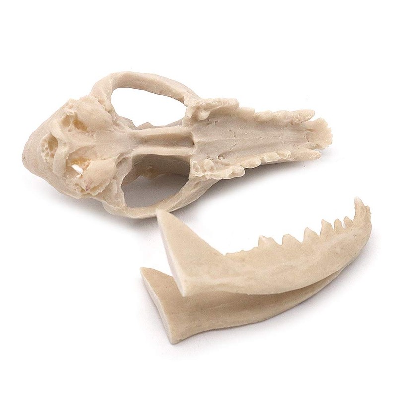 VOANZO Resin Fox Skull Model Replica, Dinosaur Tooth Skull Fossil,