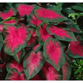 (3) Colorful Shade Loving Fancy Caladium Freida Hemple Bulbs for Growing Your Own Caladium Plants