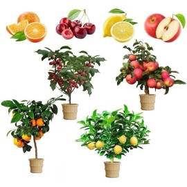 GMBTHO Mix Dwarf Bonsai Fruit Tree Seeds for Planting, 50+ Lemon Tree Seeds 50+ Cherry