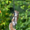 2 PCS Squirrel Baffles Squirrel Guard for Bird Feeders,Squirrel Spring
