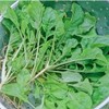 Turnip Green Seeds - Nozawana