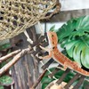 BNOSDM Reptile Hammock Reptile Wooden Ladder Bridge Bearded Dragon Hammock