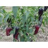 Purple Jalapeno 20 Seeds $1.99