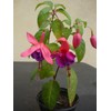 Mixed 100 Seeds Fuchsia Flower Seeds Perennial Home Bonsai