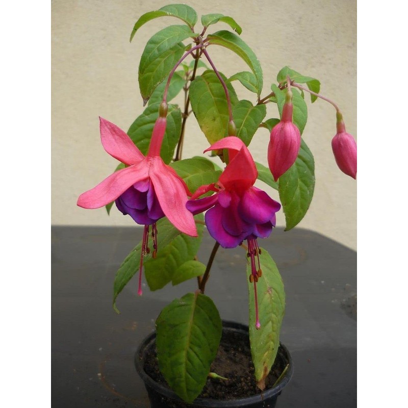 Mixed 100 Seeds Fuchsia Flower Seeds Perennial Home Bonsai