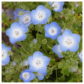 Everwilde Farms - 1/4 Lb Baby Blue Eyes Native Wildflower Seeds - Gold Vault