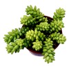 Burrito Burros Tail - 3" Pot - Easy to grow - Sedum burrito