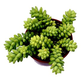 Burrito Burros Tail - 3" Pot - Easy to grow - Sedum burrito