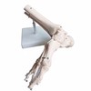 BoNew - Anatomical Skeleton Foot Model Life Size