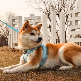 Serepet Dachshund Harness & Leash Set for Small Medium Puppies, No Pull & Step in, Mesh Reflective Vest Harnesses for Walking Running Training, M Blue Edging