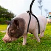 Mini Pig Harness & Leash, Adjustable 8 Feet Long Rope