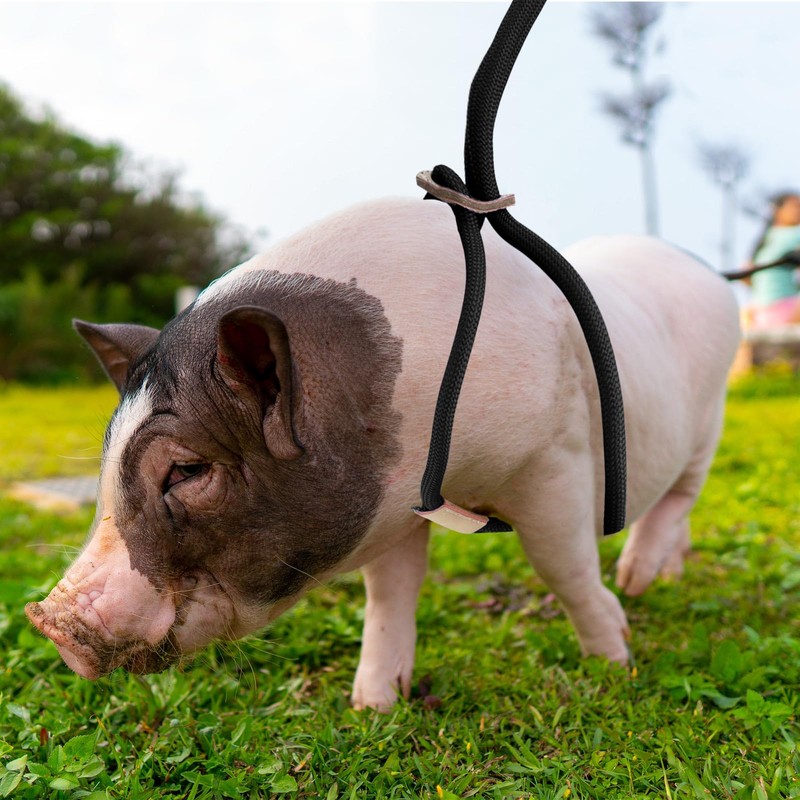 Mini Pig Harness & Leash, Adjustable 8 Feet Long Rope