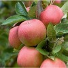 Tree Pink Lady Apple Tree - 24-36" Tall - Live