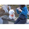 Dog Harness and Leash Set, Adjustable Dog Harness, Dog Leash,