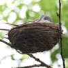 GOUDOGEDC 2 Set Simulation Bird Nest with Bird and Eggs