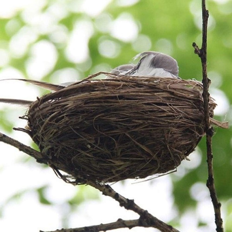 GOUDOGEDC 2 Set Simulation Bird Nest with Bird and Eggs
