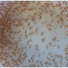 100+ Freshwater Water Daphnia-Great feeders for Freshwater Life and Axolots,
