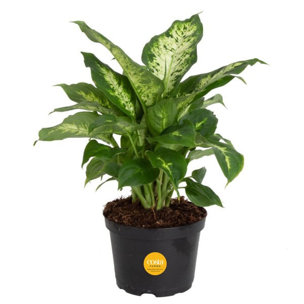 Costa Farms Dieffenbachia Live Indoor Plant, Easy to Grow Houseplant, Potted in Indoors Garden Nursery Plant Pot, Potting Soil Mix, Grower's Choice, Home and Office Plants Decor, 12-14 Inches Tall
