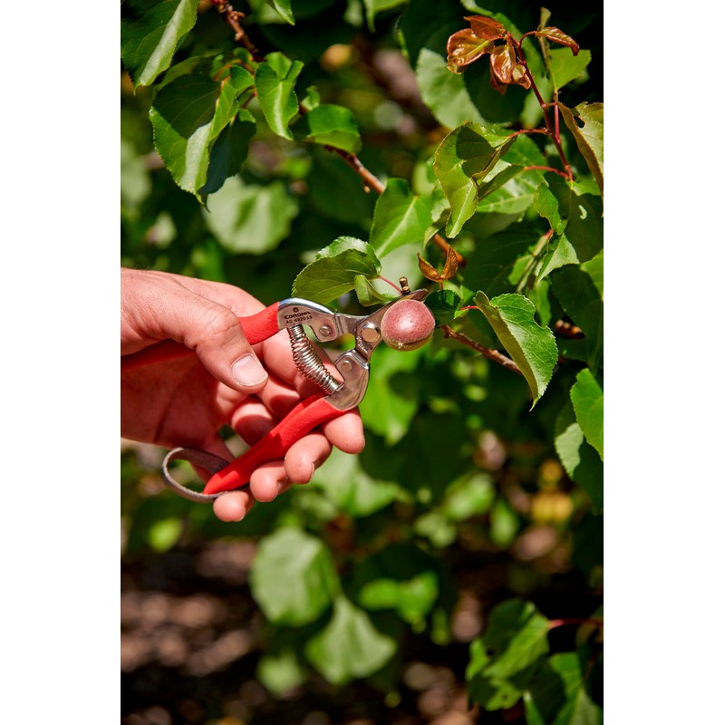 Corona AG 4920SS Short Curved Snip, Stainless Steel