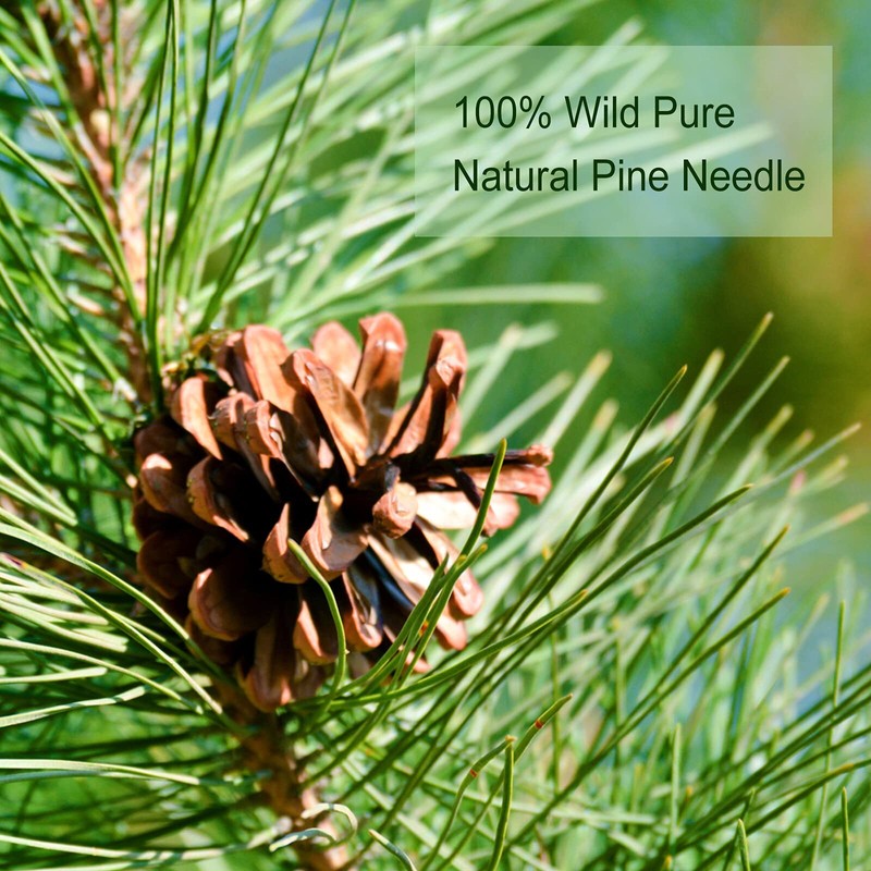 TEARELAE - Pine Needle Tea - 100% Pure Natural Dried