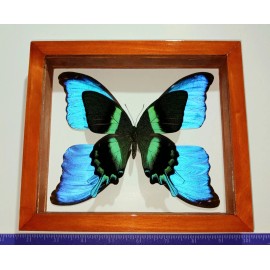 REAL FRAMED BUTTERFLY PAPILIO BLUMEI WITH 4 WINGS MORPHO DIDIUS DOUBLE GLASS.