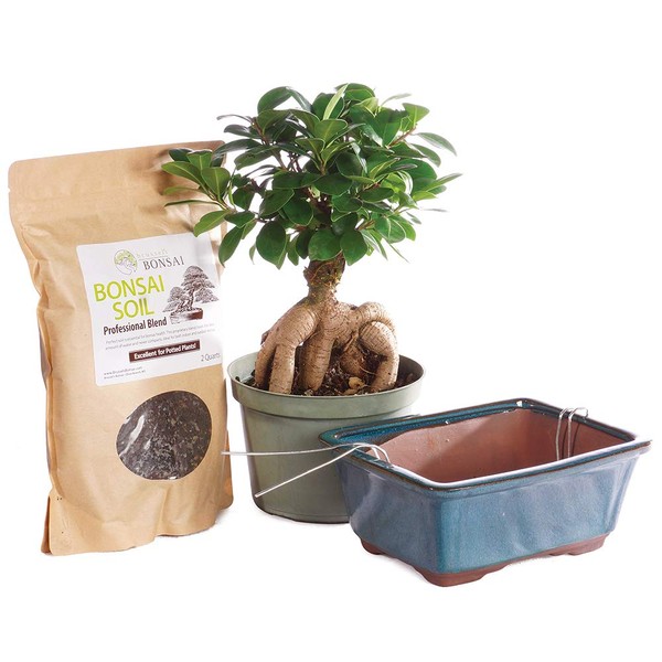 Brussel's Bonsai Live Gensing Grafted Ficus Bonsai Tree Kit -