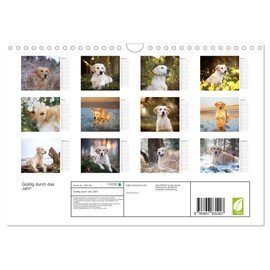 Goldig durch das Jahr! (Wandkalender 2026 DIN A4 quer), CALVENDO Monatskalender: Liebevoll ausgewählte Golden Retriever Motive begleiten durch die Jahreszeiten. (CALVENDO Tiere)