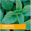 Herb Pharm, Peppermint Spirits Organic, 1 Fl Oz