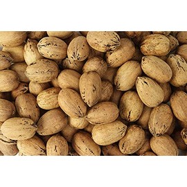 INSHELL Fresh Texas Pecans | 5 Pound Clear Bag | Easy to Crack | Gluten-Free Snack | Keto Friendly | 5 lb Pecans In the Shell | Natural Texas Pecans | Millican Pecan since 1888 | San Saba, TX