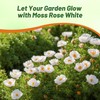 Outsidepride White Moss Rose Seeds - 5000 Pcs Annual, Drought