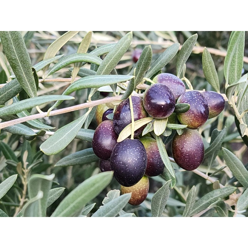 Trust in God forms OLIVE TREE SEEDS GREEK - OLEA