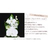 Art Four Seasons Buddha Flower (White) Mini Phalaenopsis Mini Glass