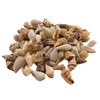 Sea shells small | 250 grams bag (over 100 shells)