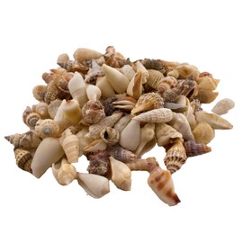Sea shells small | 250 grams bag (over 100 shells) | Beach shells | Seashells | Natural crafts