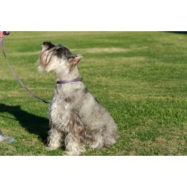 Country Brook Petz - Purple Paisley Martingale Dog Collar and Leash - Paisley Collection Featuring Classy Designs (1 Inch, Large)