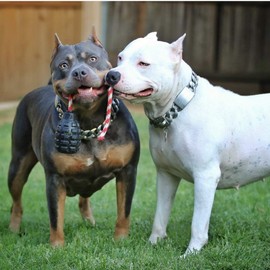 SodaPup USA-K9 Grenade Dog Toy with Rope - Military Dog Accessories - Dog Toys Made in USA - Durable Dog Toys - Outside Dog Toys - Black - Large