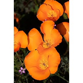 California-Mojave Desert California poppies by Jaynes Gallery -