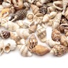 GOLD STONE Seashell Parts, Resin, 10g Shell, Material, Home Time,