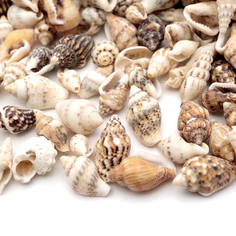 GOLD STONE Seashell Parts, Resin, 10g Shell, Material, Home Time,