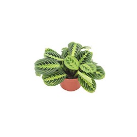 Maranta Green Prayer Plant “Lemon Lime” - 6” from California Tropicals