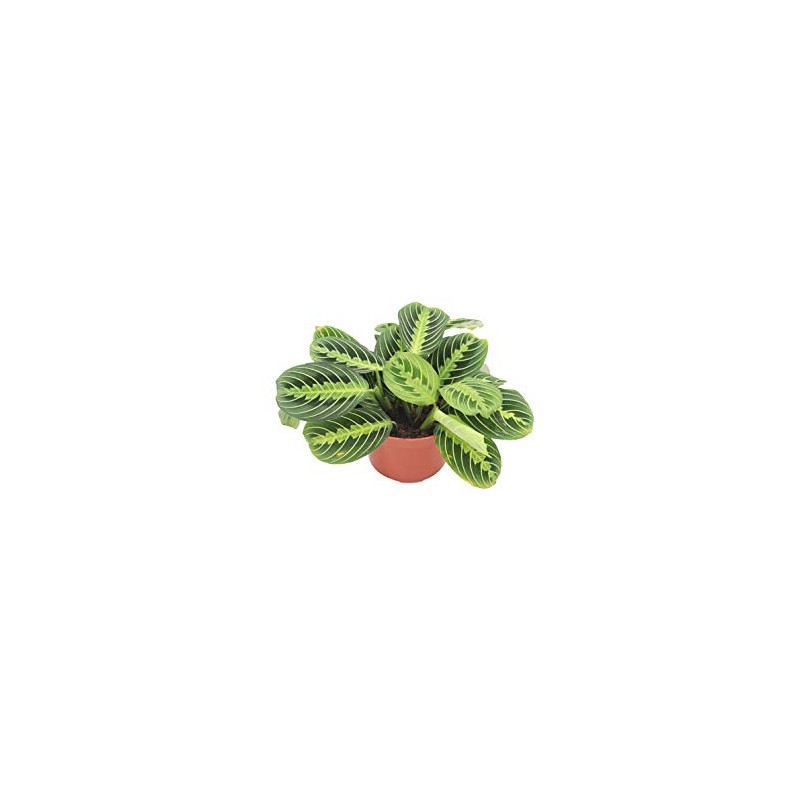 Maranta Green Prayer Plant “Lemon Lime” - 6” from California