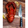 Regalia Chef Knife: Best Professional Quality Japanese Damascus Gyuto 8