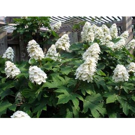 Snow Queen Oakleaf Hydrangea - Live Plant Shipped 1 Foot Tall by DAS Farms (No California)