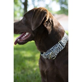 Country Brook Petz - Cheetah Martingale Dog Collar - Animal Prints Collection Featuring Wild Designs (5/8 Inch, Small)