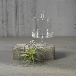 AREOhome HomArt 3851-0 Vera Glass Dome and Pedestal, 7.25-inch Height